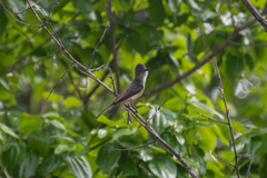 Myiarchus phaeocephalus