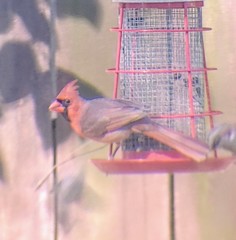 Cardinalis cardinalis