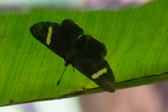 Melanis leucophlegma