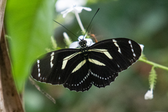 Heliconius peruvianus