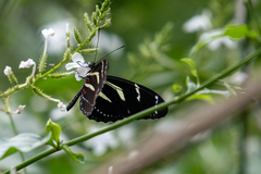 Heliconius peruvianus