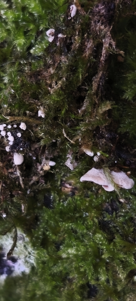 Chromocyphella muscicola · December 2025 · photo: © jose_castro (iNaturalist, CC)