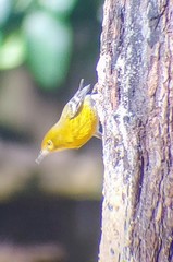 Setophaga pinus