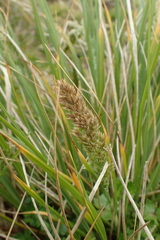 Poa foliosa