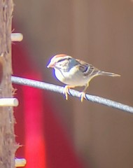 Spizella passerina