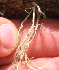 Ramalina pacifica