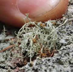 Ramalina peruviana