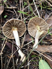 Inocybe lilacina