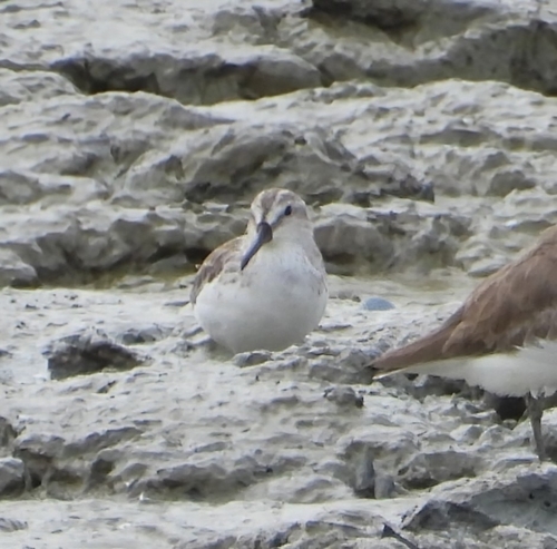 iNaturalist: (c) damiangan, some rights reserved (CC BY-NC), uploaded by damiangan iNaturalist image