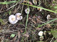 Inocybe lilacina