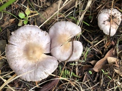 Inocybe lilacina