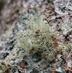 Ramalina peruviana
