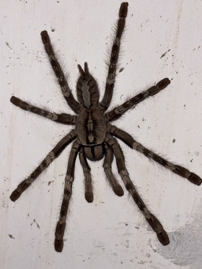Mygale ornementale à dos jaune de Smith (Poecilotheria smithi)