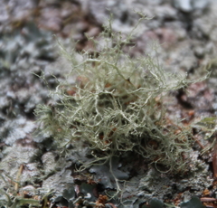 Ramalina peruviana