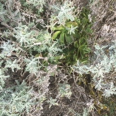 Image of Aeonium balsamiferum