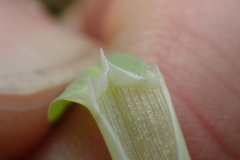 Poa foliosa