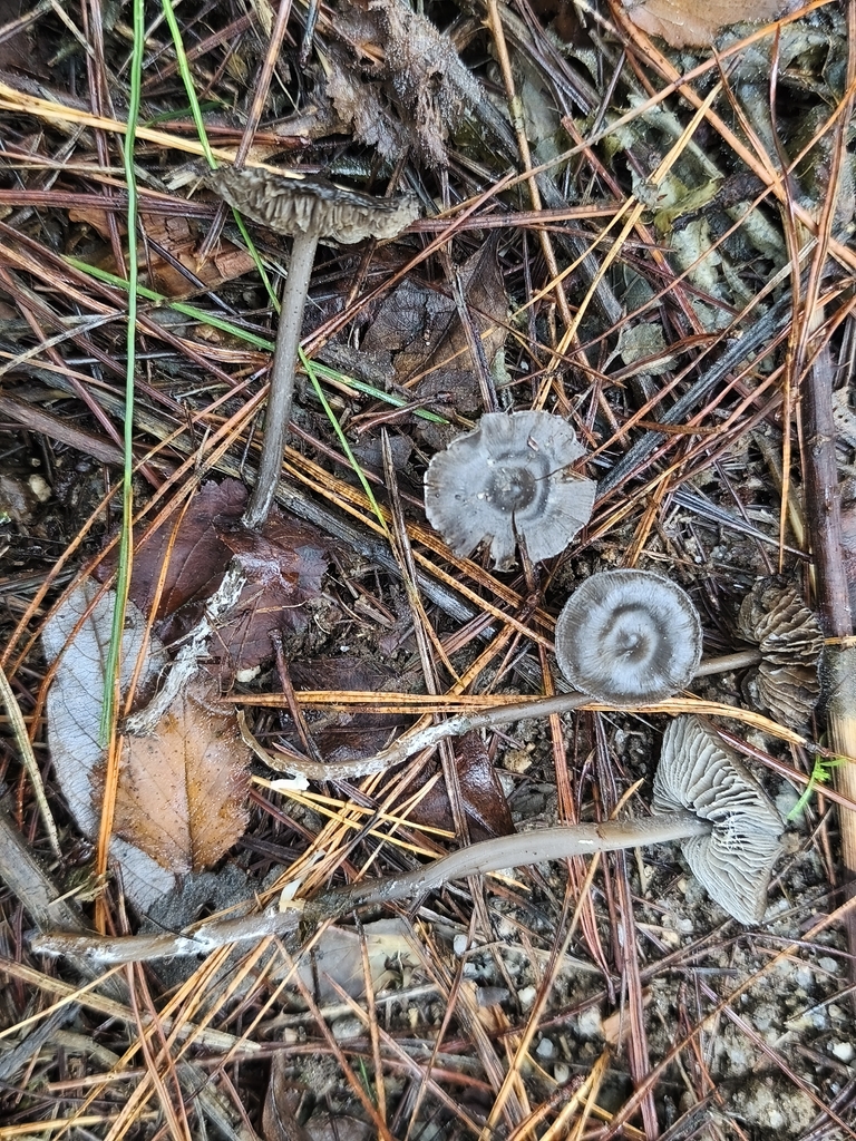Tephrocybe rancida · December 2025 · photo: © jose_castro (iNaturalist, CC)