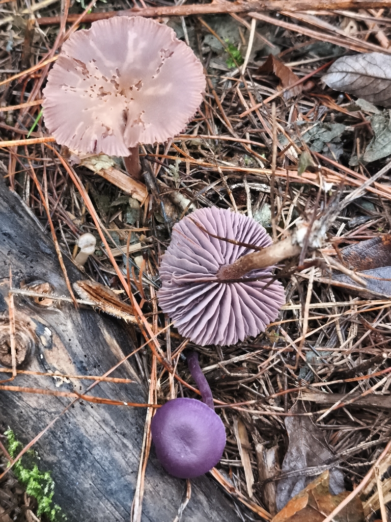 Laccaria amethystina · December 2025 · photo: © jose_castro (iNaturalist, CC)