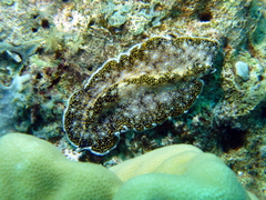 Acanthozoon