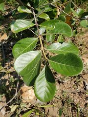Psidium guineense