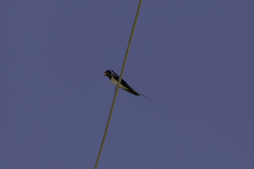 Barn Swallow