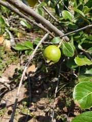 Psidium guineense
