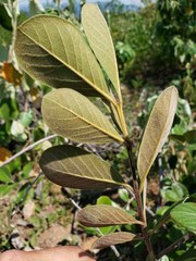 Psidium guineense