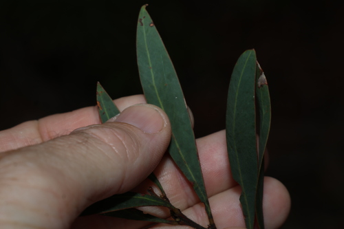 Red Stem Wattle (Acacia rubida)