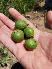 Psidium guineense