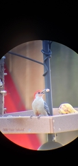 Melanerpes carolinus