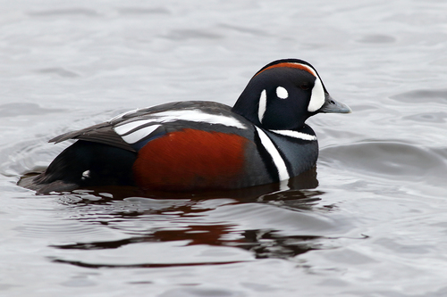 Harlequin Duck
