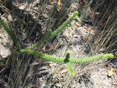 Melaleuca diosmifolia