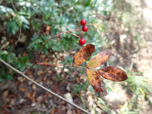 Sorbus gracilis iNat (1)