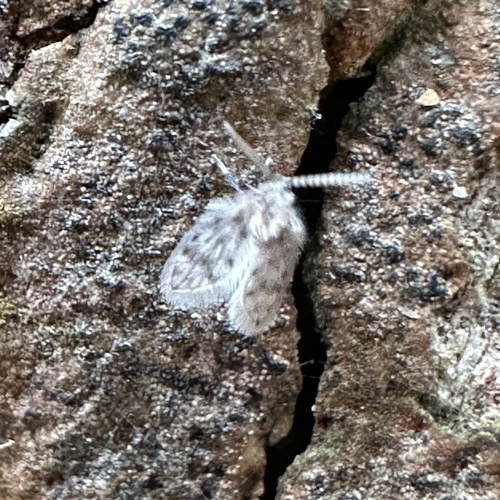 Psychoda erminea