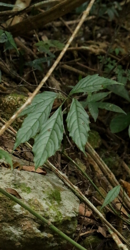 Tetrastigma planicaule observed 2025-12-14