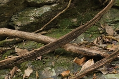 Tetrastigma planicaule, photograph author not stated, no rights reserved