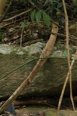 Tetrastigma planicaule, photograph author not stated, no rights reserved