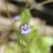 Solenopsis laurentia - Photo (c) tangatawhenua, μερικά δικαιώματα διατηρούνται (CC BY-NC), uploaded by tangatawhenua