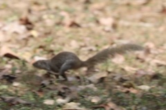 Heliosciurus gambianus