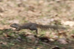 Heliosciurus gambianus