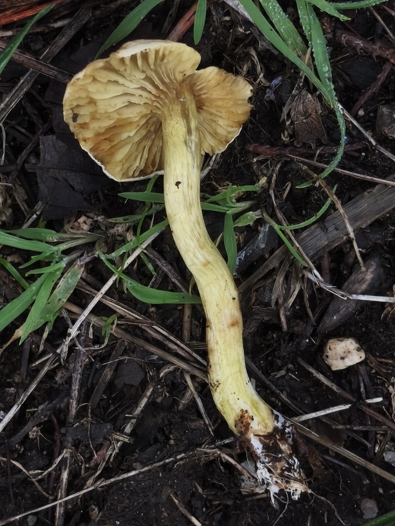 Tricholoma sulphureum · December 2025 · photo: © jose_castro (iNaturalist, CC)