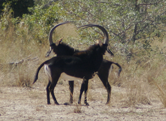 Hippotragus niger niger