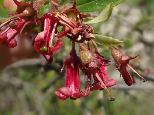 Red Escallonia (Escallonia rubra)