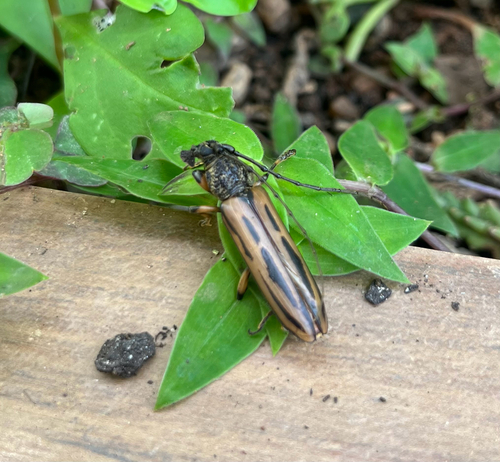 Xestiodion annulipes