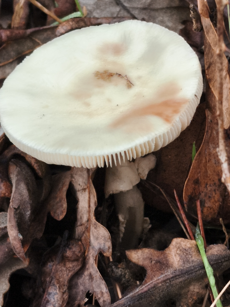Amanita citrina · December 2025 · photo: © jose_castro (iNaturalist, CC)
