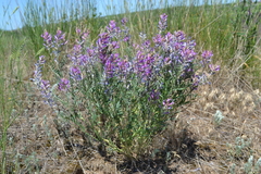 Astragalus varius