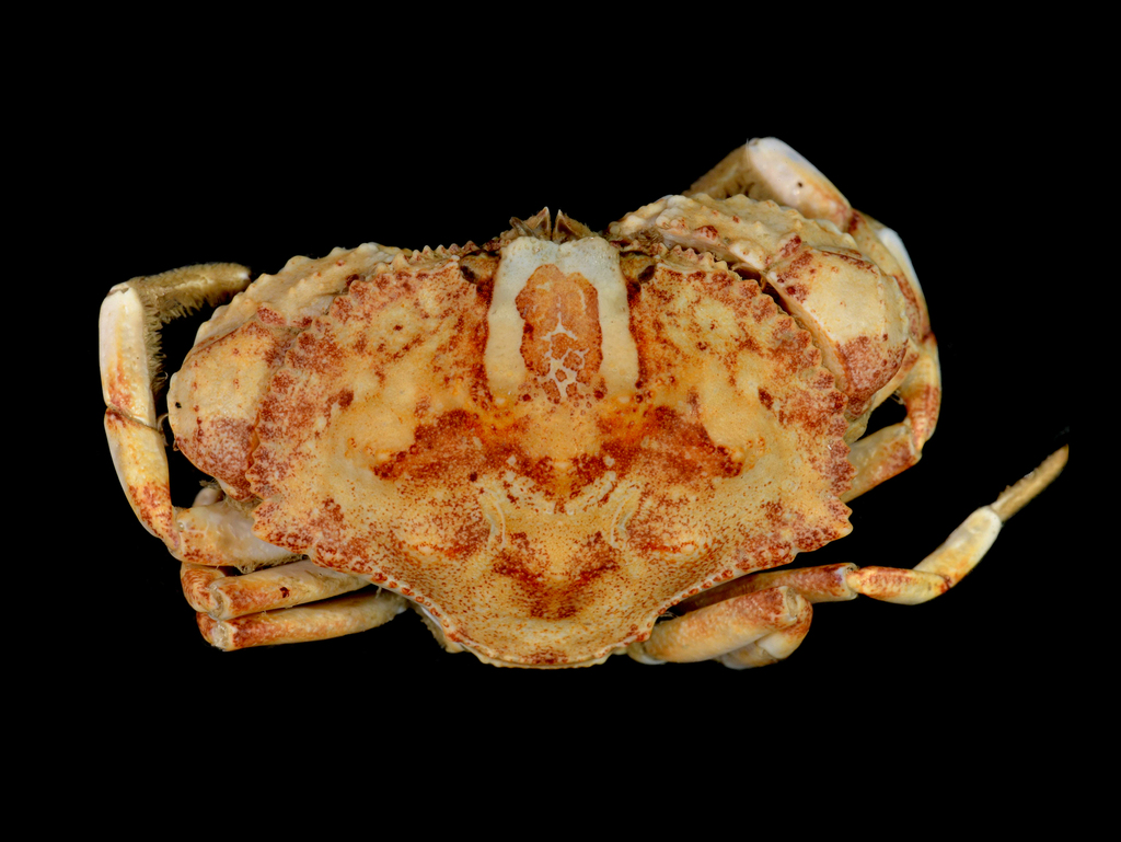 Hepatus scaber