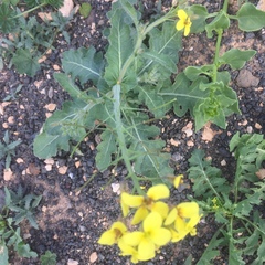 Erucastrum canariense