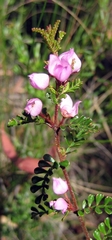 Boronia microphylla