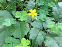 Oxalis corniculata